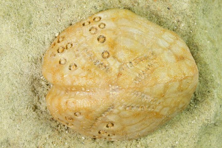 Sea Urchin (Lovenia) Fossil on Sandstone - Beaumaris, Australia #144382